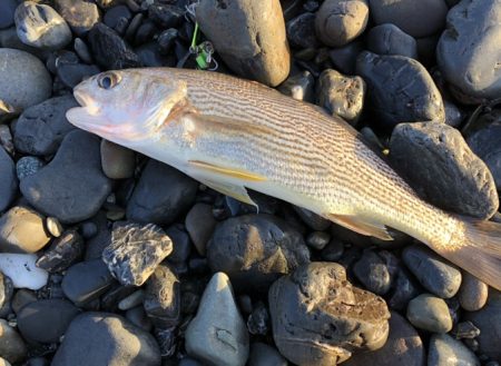 サーフ　ヒラメ狙いで・・・